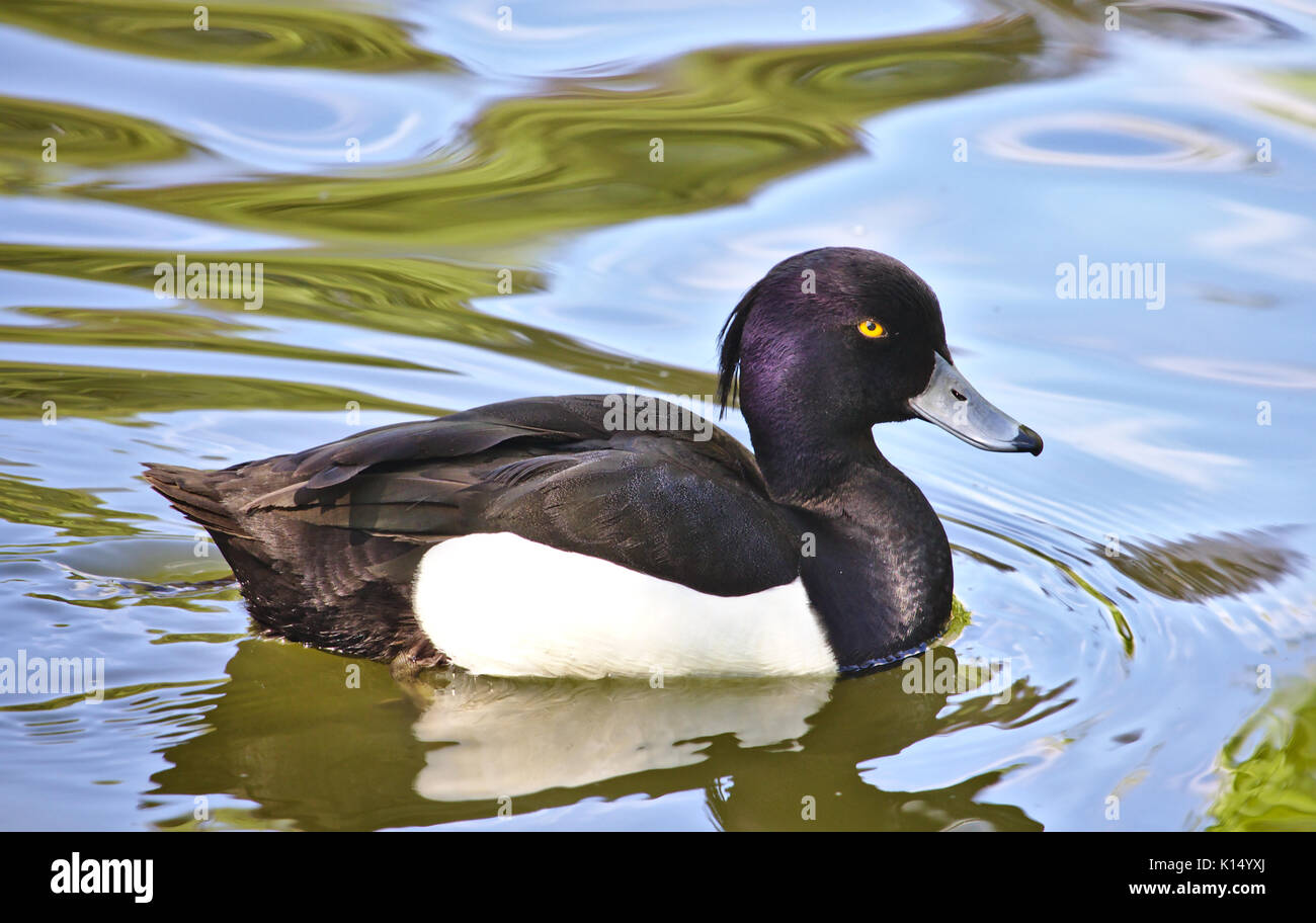 Male tufted duck swimming in a pond Stock Photo