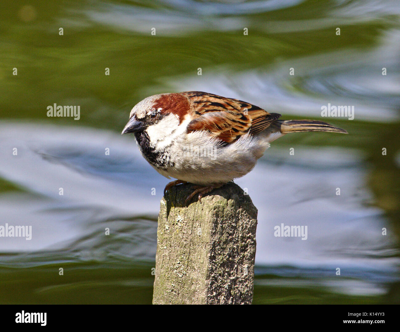 House sparrow perched on a fence post with a running stream in the background Stock Photo