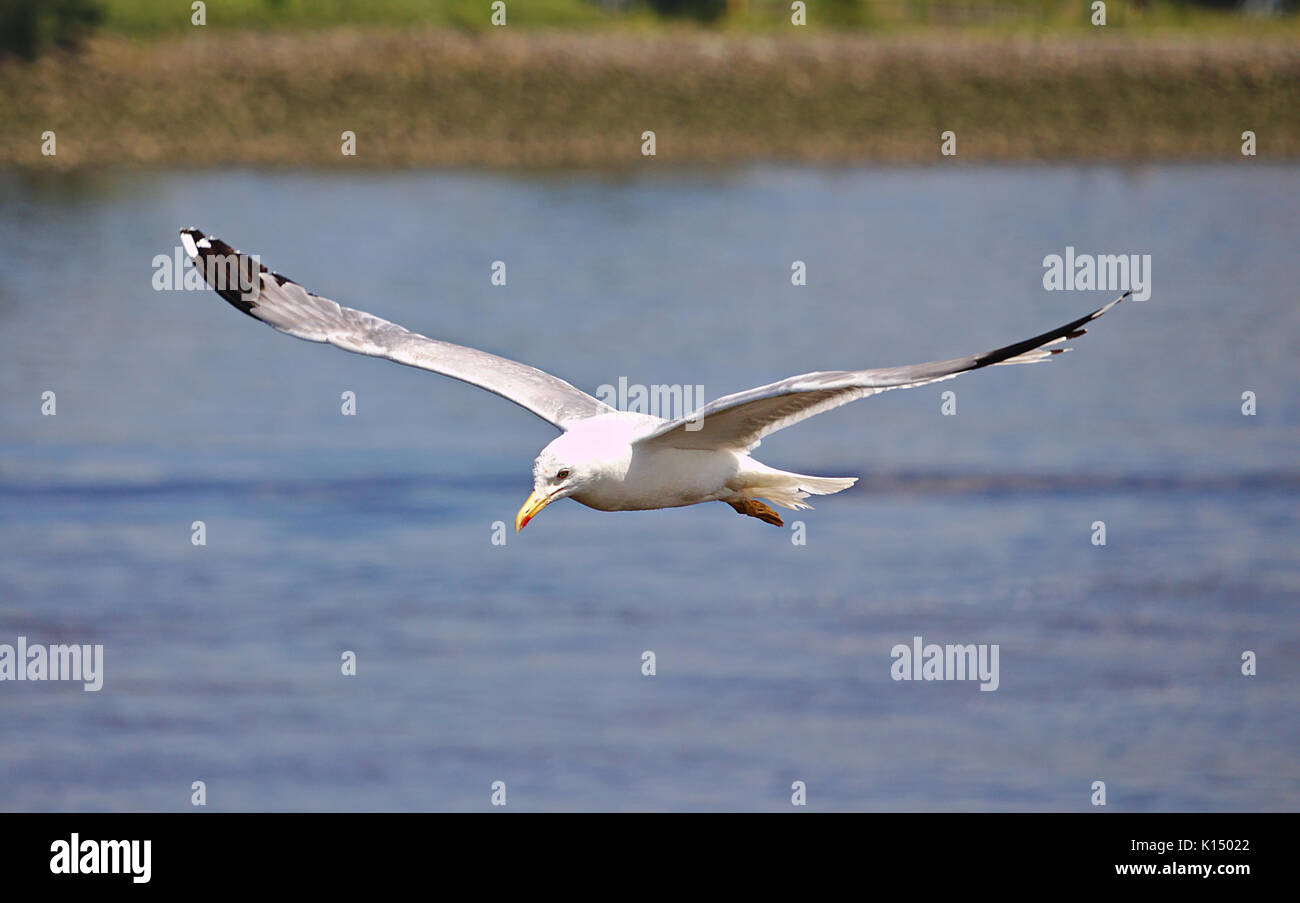 Herring gull in flight with wings spread Stock Photo