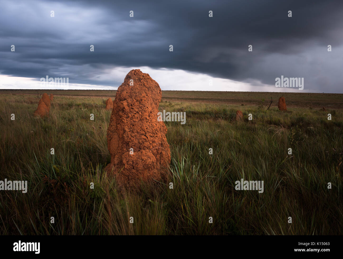 Termite mounds on the open grasslands of Emas National Park Stock Photo