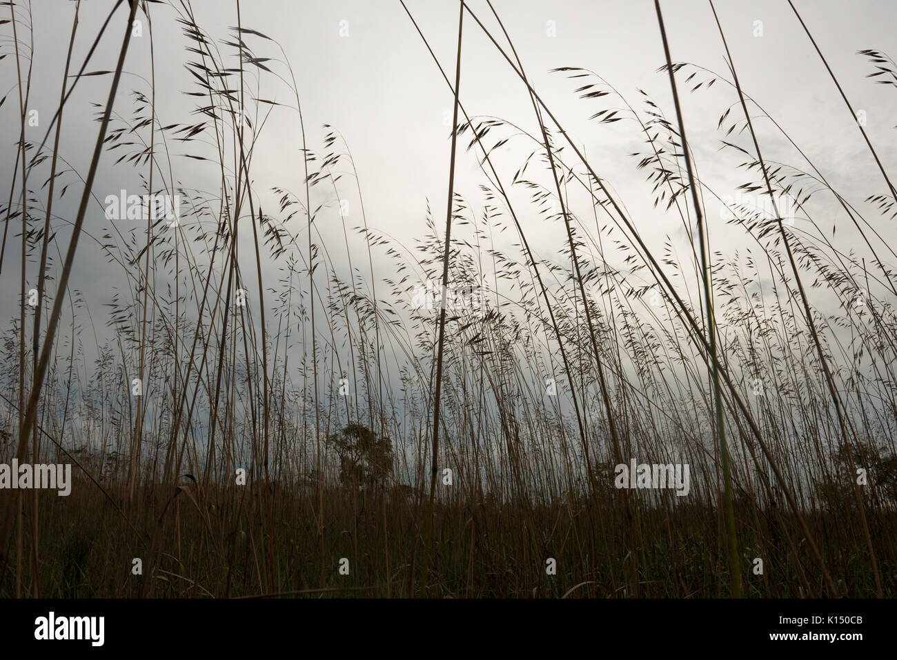 Native tall Capim-Flecha grass from Emas National Park Stock Photo
