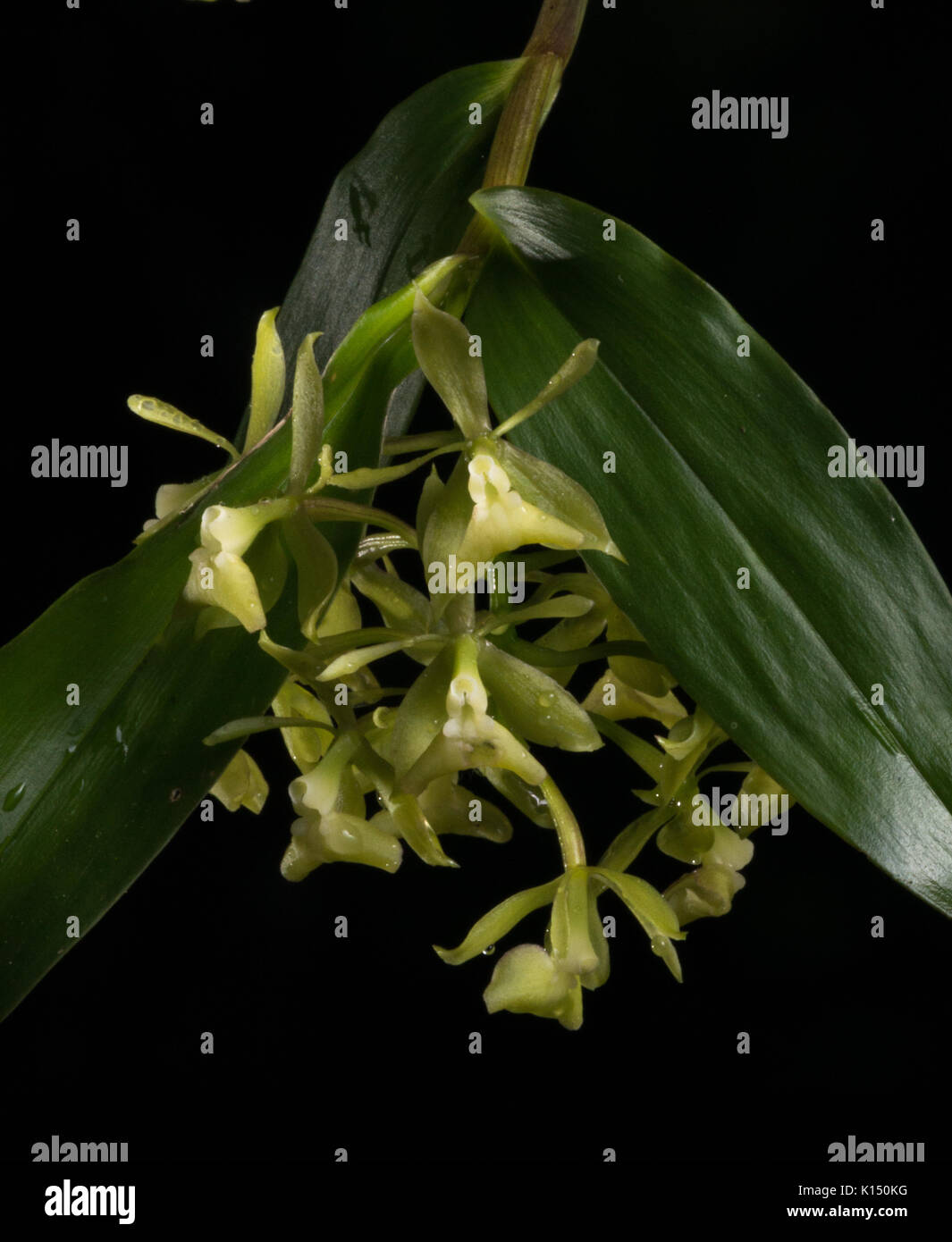 Atlantic Rainforest orchid (Epidendrum pseudodifforme) Stock Photo
