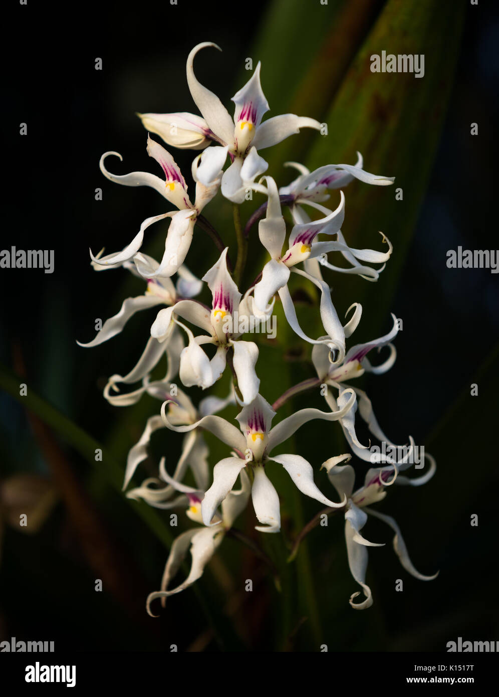 Atlanrtic Rainforest orchid (Encyclia bulbosa). Stock Photo