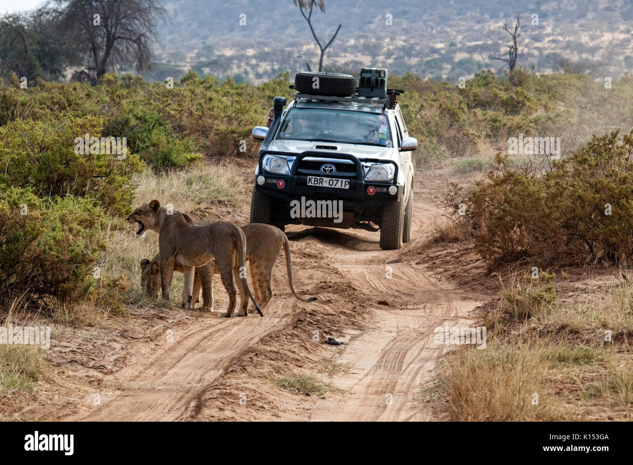 Road blocked by lions for a safari rig filled with tourists in the Samburu National Reserve, Kenya, Africa. Stock Photo