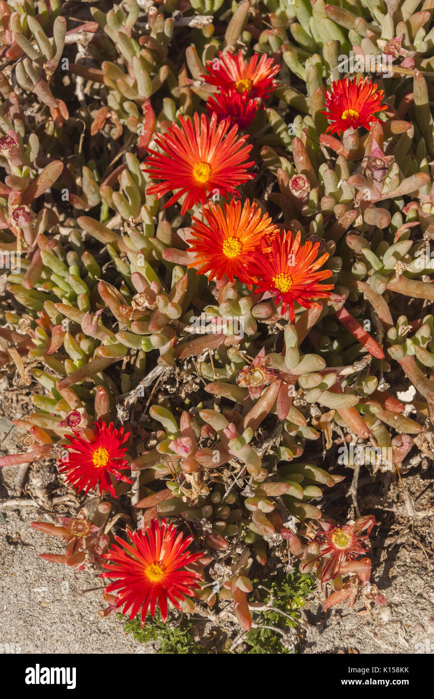 France, Corsica,  Cap Corse, Centuri, flowering succulents Stock Photo