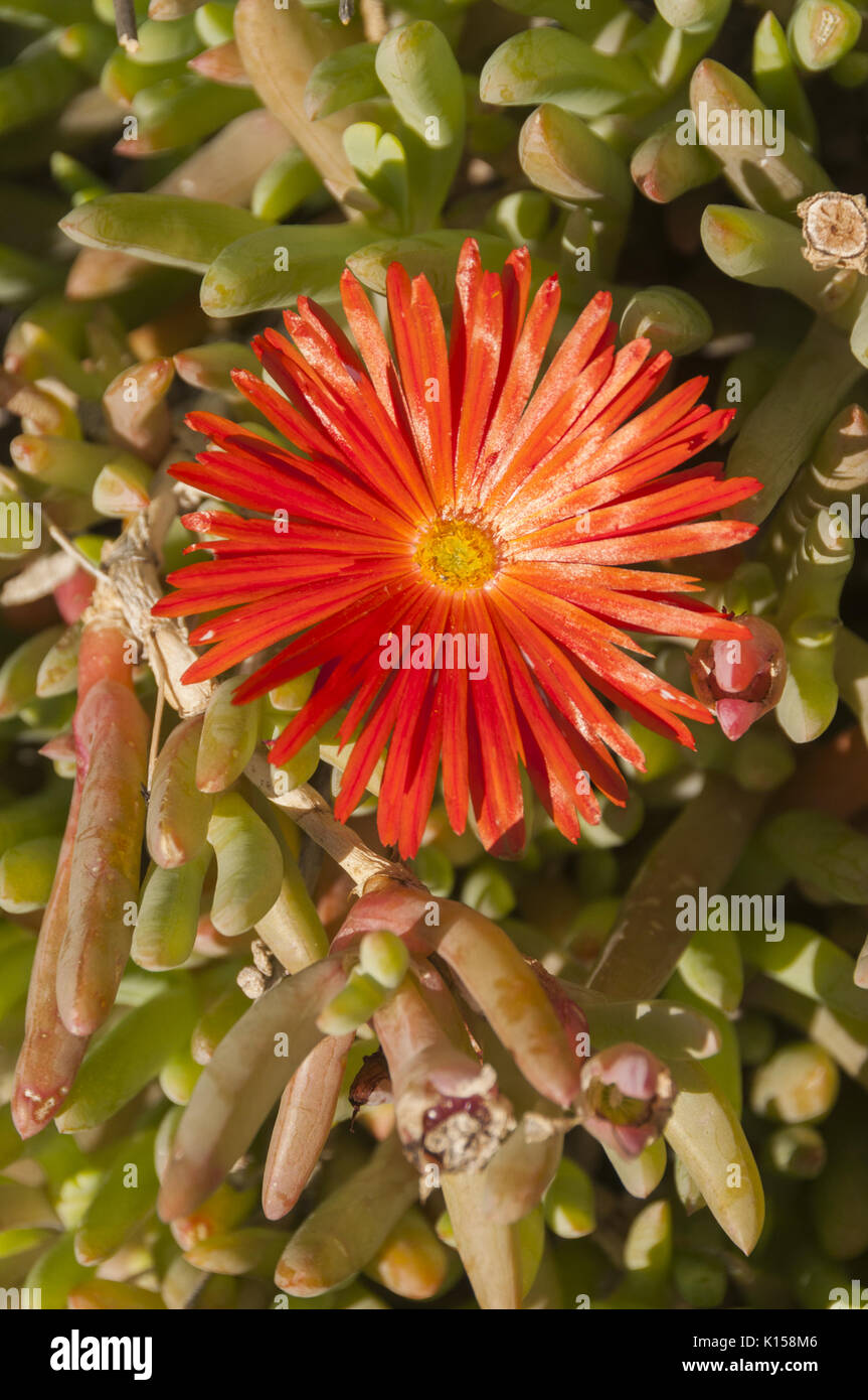 France, Corsica,  Cap Corse, Centuri, flowering succulents Stock Photo