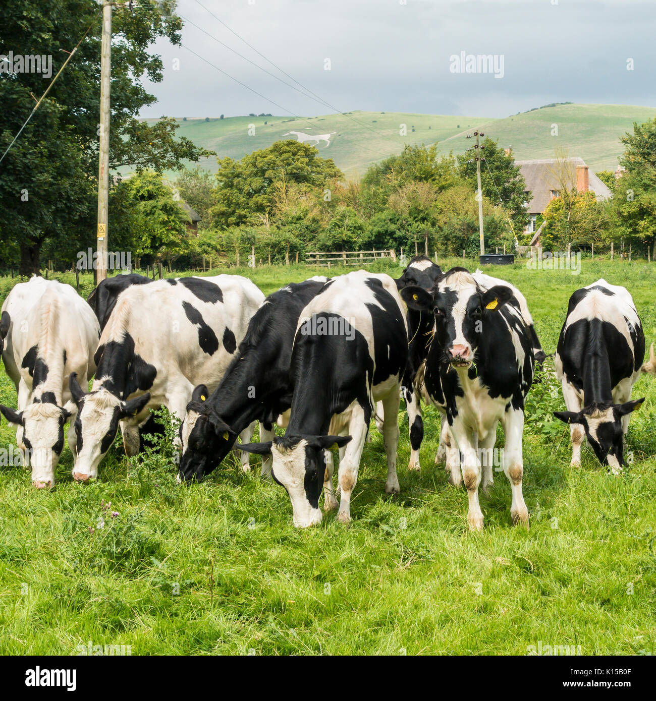 Cows black and white images hi-res stock photography and images - Alamy