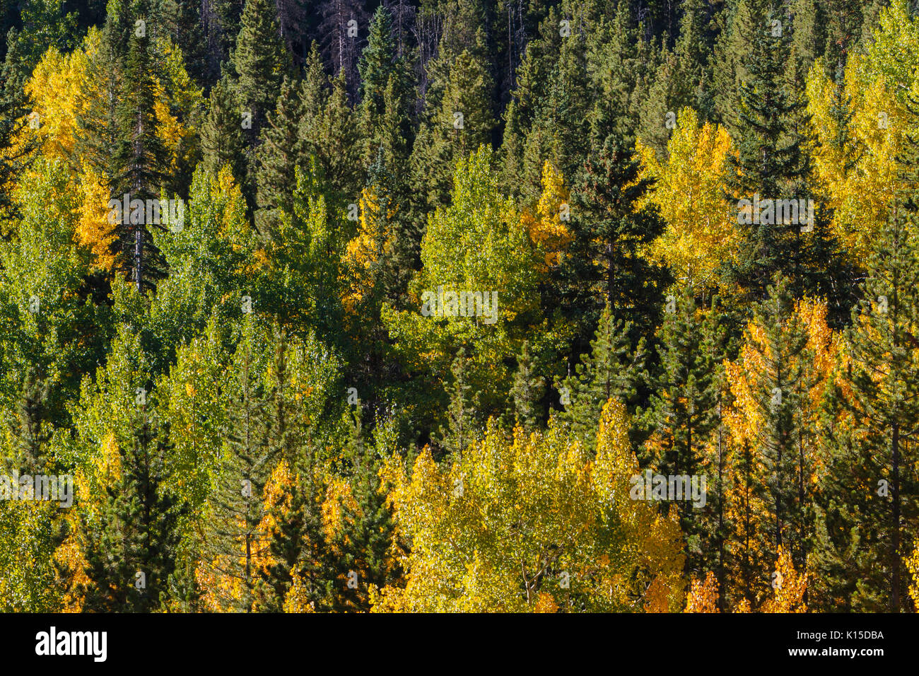 A mix of colorful conifers and Aspen trees in autumn along Guanella ...