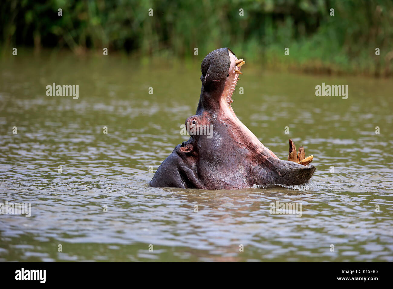 Hippo (Hippopatamus amphibius), adult, in water, threatening, yawning, portrait, Saint Lucia Estuary, Isimangaliso Wetland Park Stock Photo