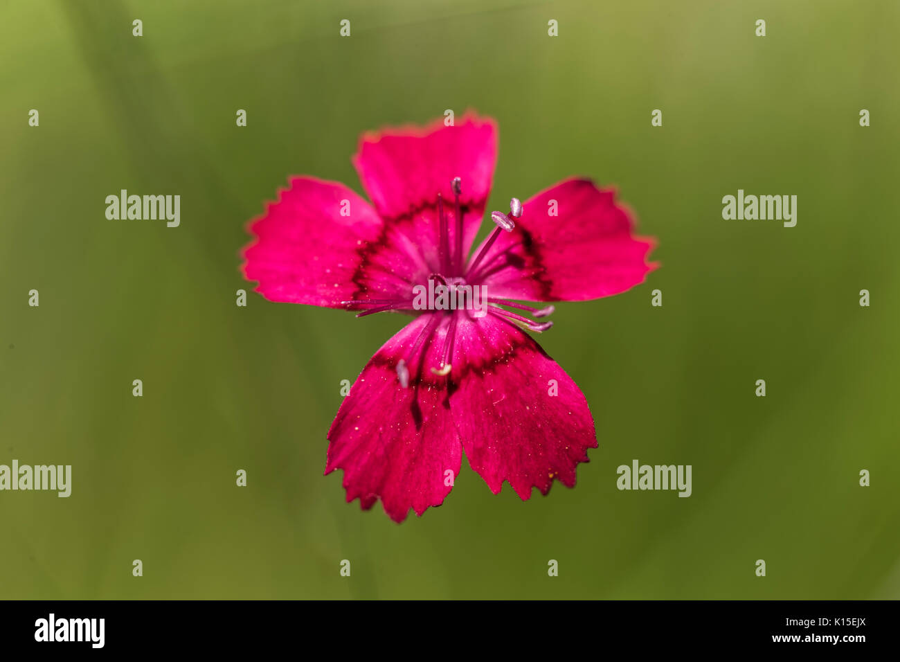 Maiden pinks (Dianthus deltoides), flower from above, garden, Oelsnitz in the Vogtland, Saxony, Germany Stock Photo