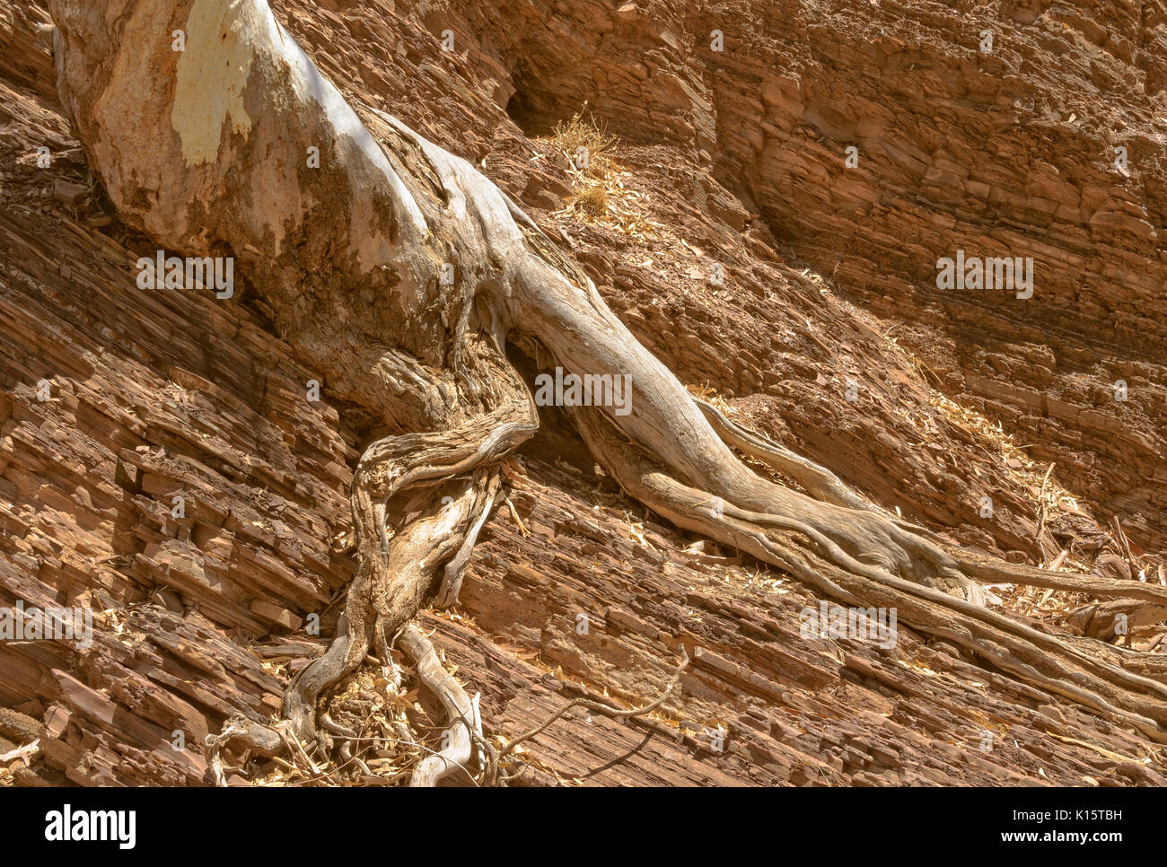 A river red gum in Brachina Gorge hangs on the ancient rocks by its partly exposed  roots - Flinders Ranges, SA, Australia Stock Photo