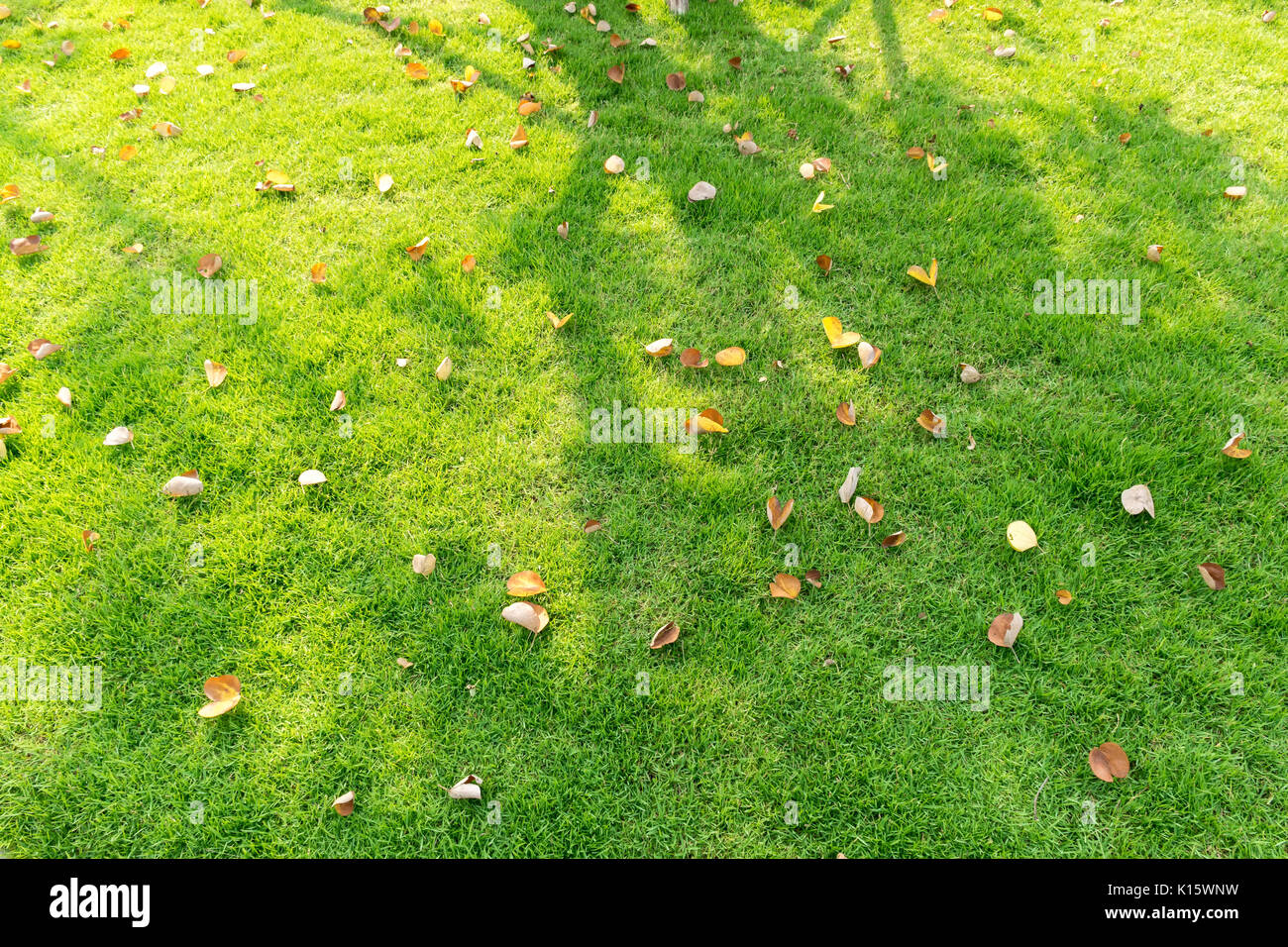 Autumn leaves fallen on green grass field Stock Photo - Alamy