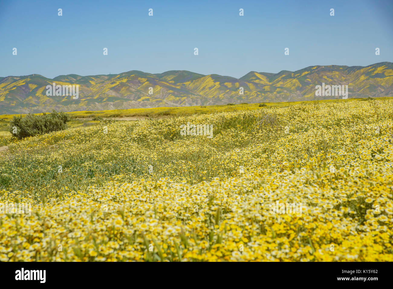 Beautiful yellow goldifelds and tidy tips blossom at Carrizo Plain National Monument, California, U.S.A. Stock Photo