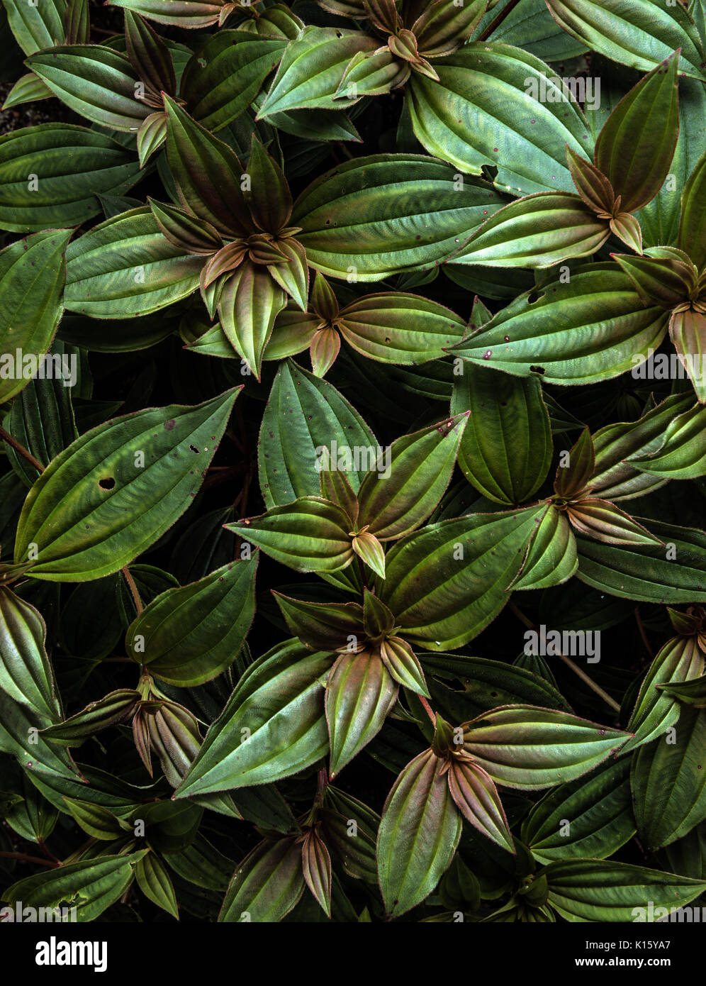 Tropical vegetation from the Atlantic Rainforest Stock Photo