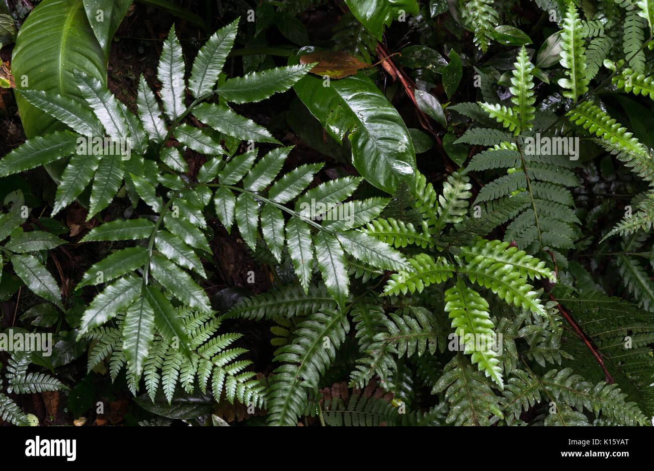 Varied ferns growing on the undergrowth of the Atlantic Rainforest Stock Photo