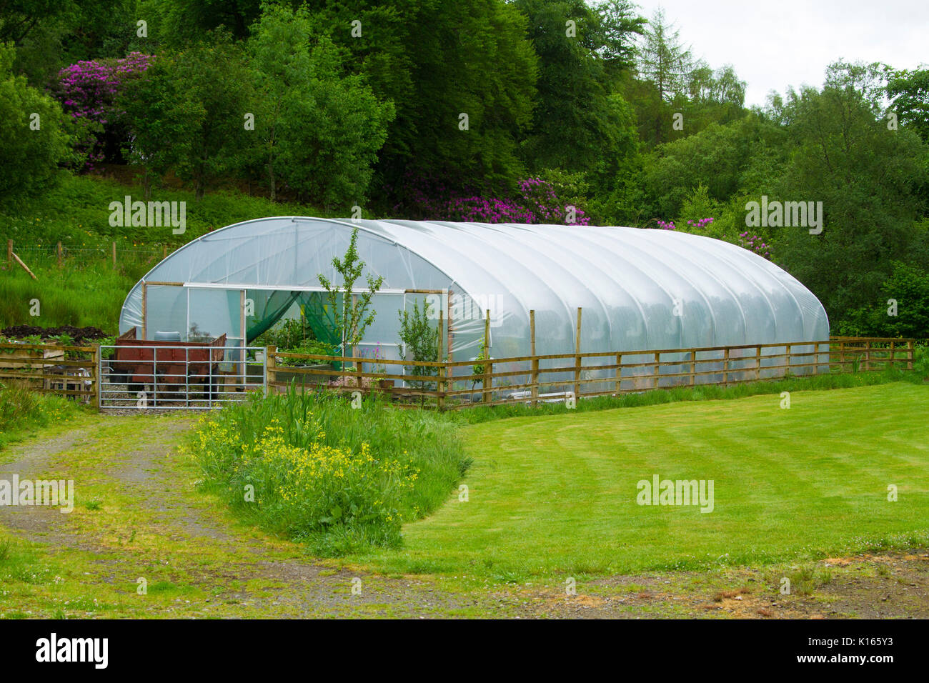 Large plastic greenhouse for plant propagation beside trees and emerald lawn in Scotland Stock Photo