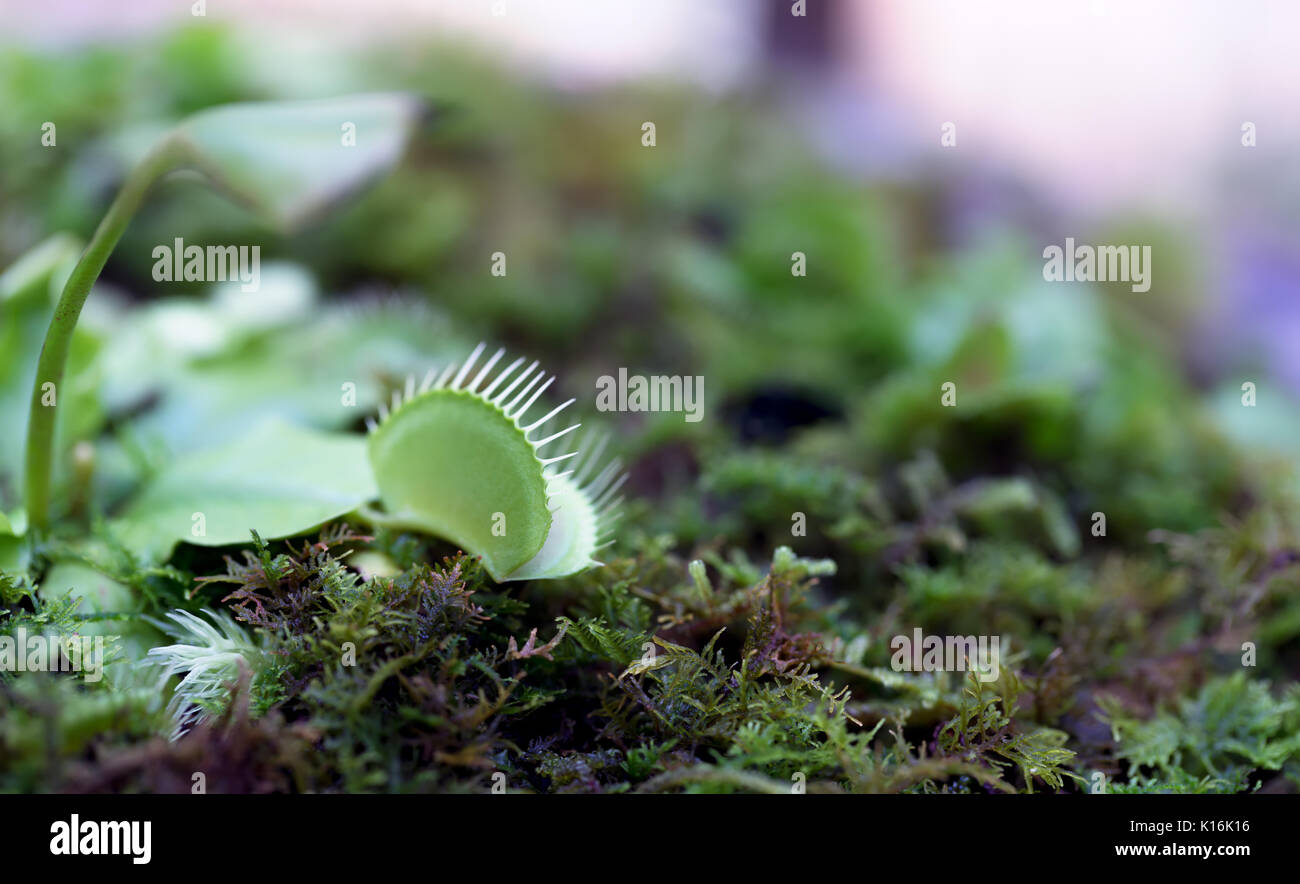 Venus flytrap - carnivorous plant Stock Photo