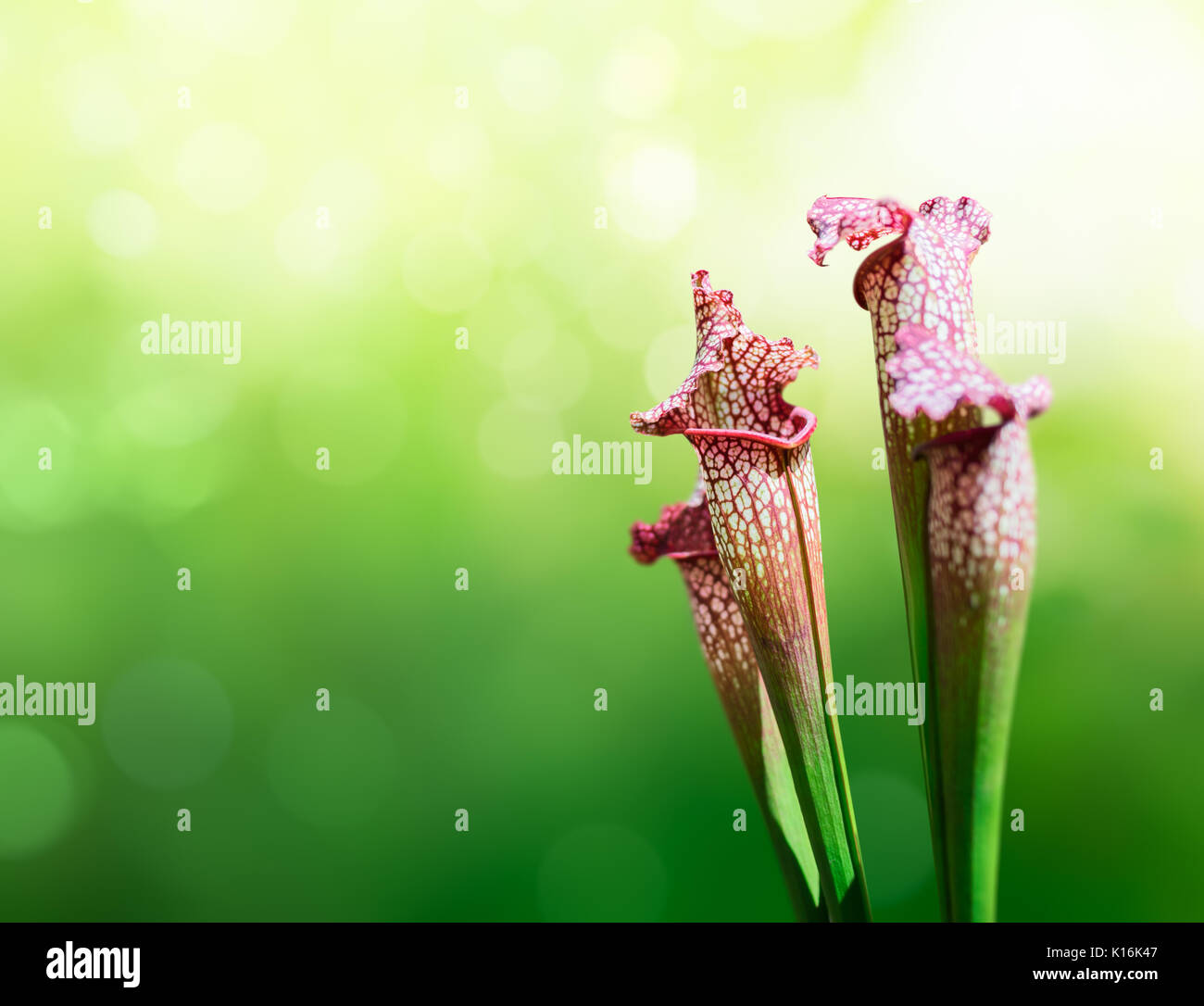 Sarracenia, trumpet pitchers, pitcher plant Stock Photo