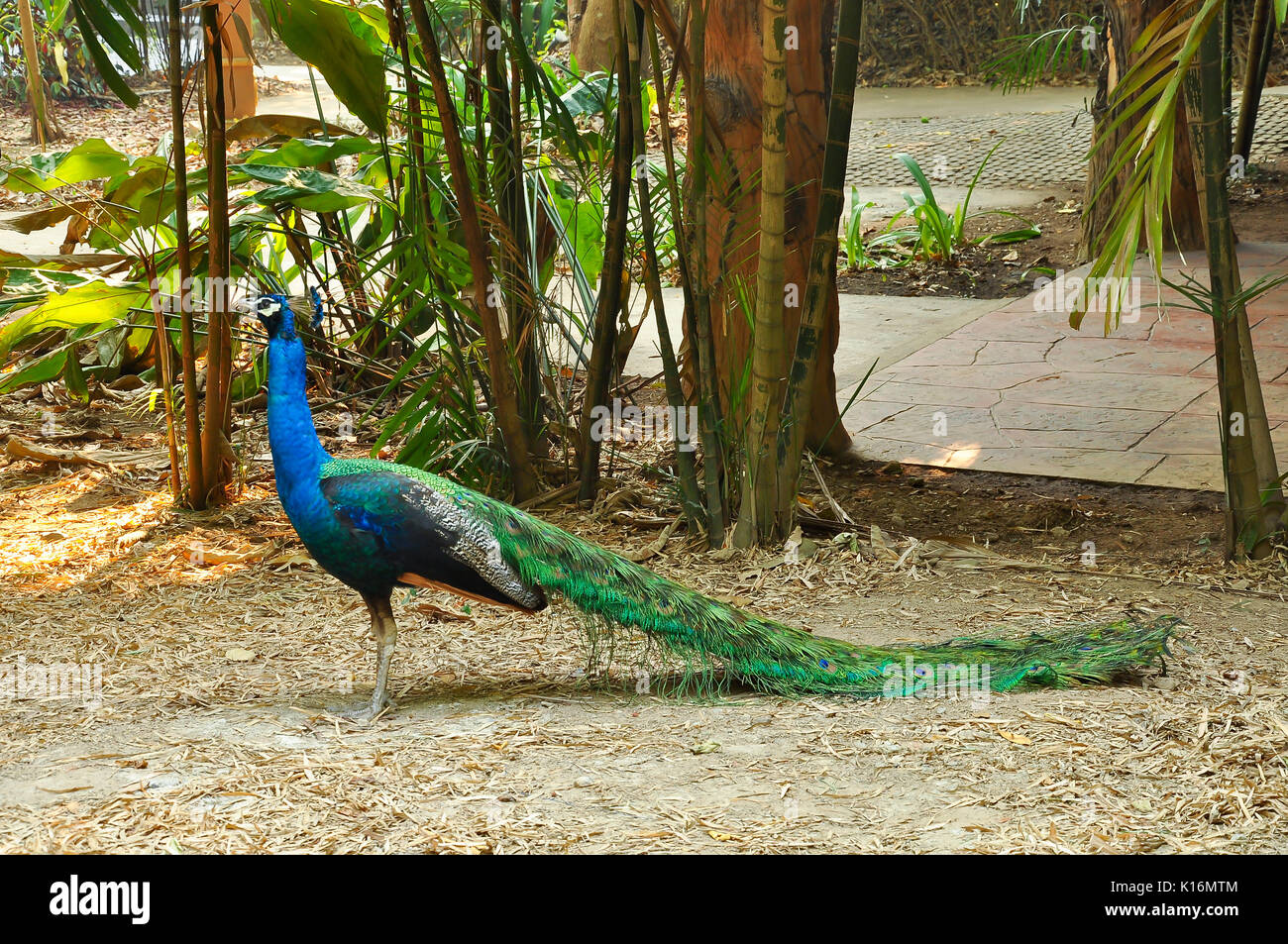 The Indian Peafowl is a resident breeder across the Indian subcontinent and is found in the drier lowland areas of Sri Lanka. Stock Photo