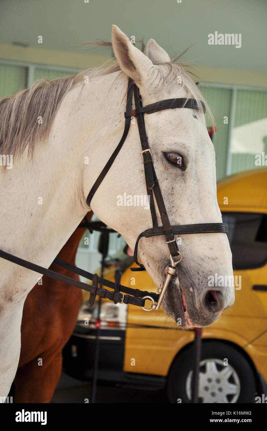 Horses and humans have an ancient relationship Stock Photo Alamy