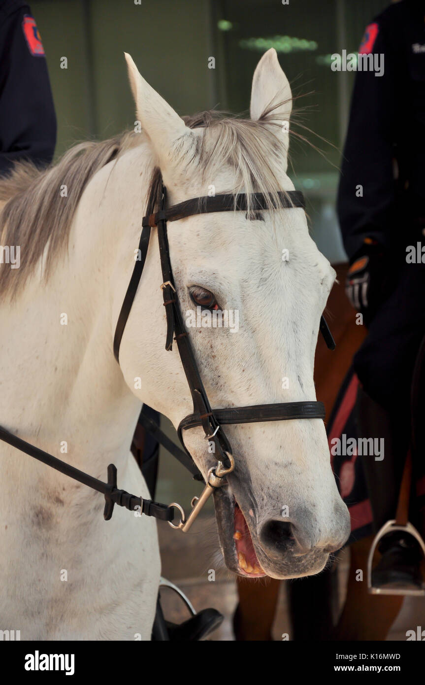 Horses and humans have an ancient relationship Stock Photo Alamy