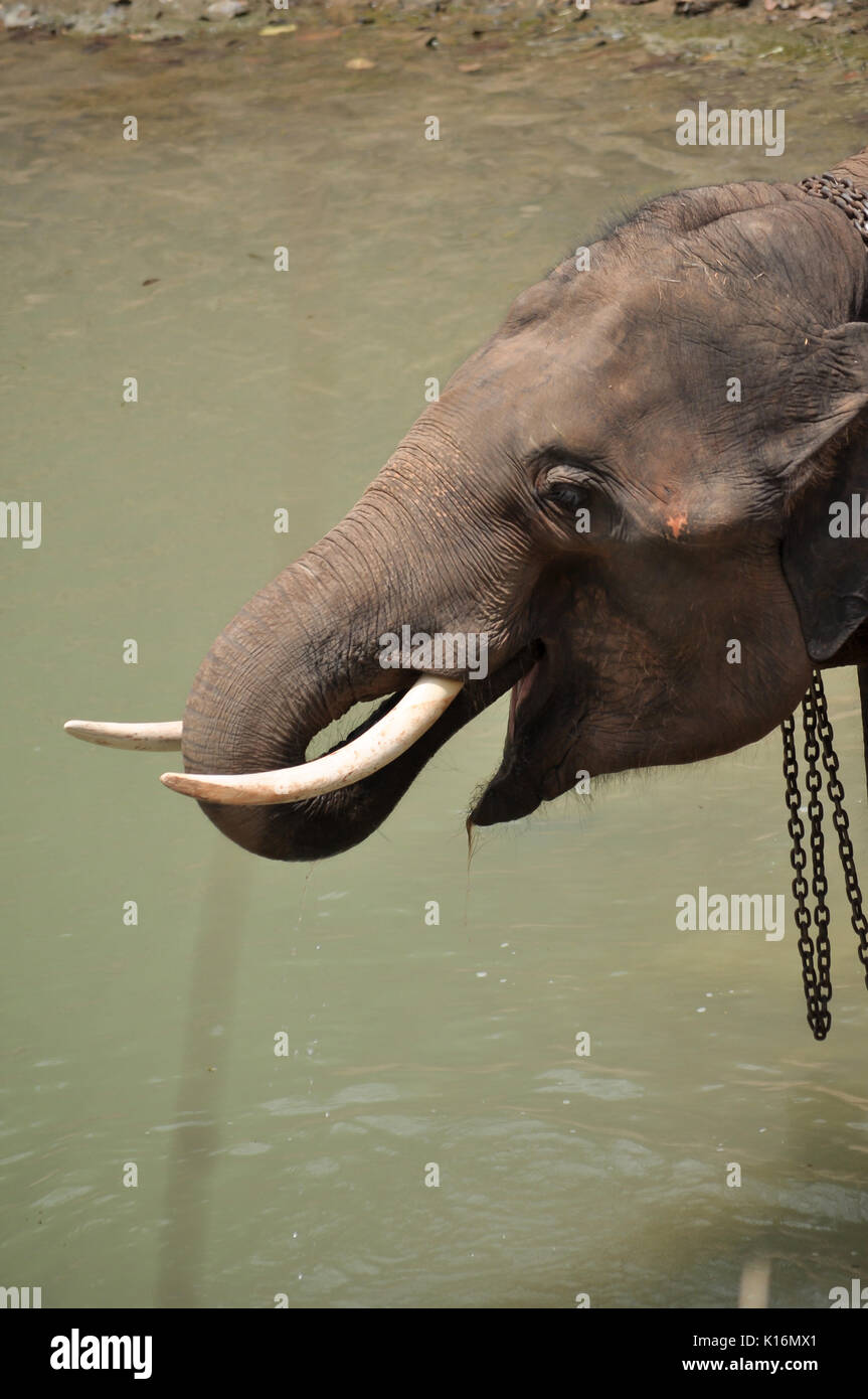 The elephant trunk can hold about four litres of water. Elephants will