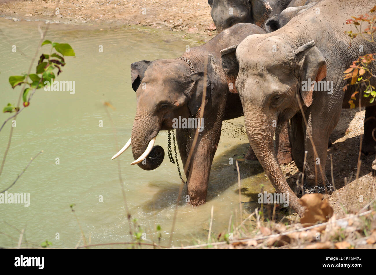 The elephant trunk can hold about four litres of water. Elephants will