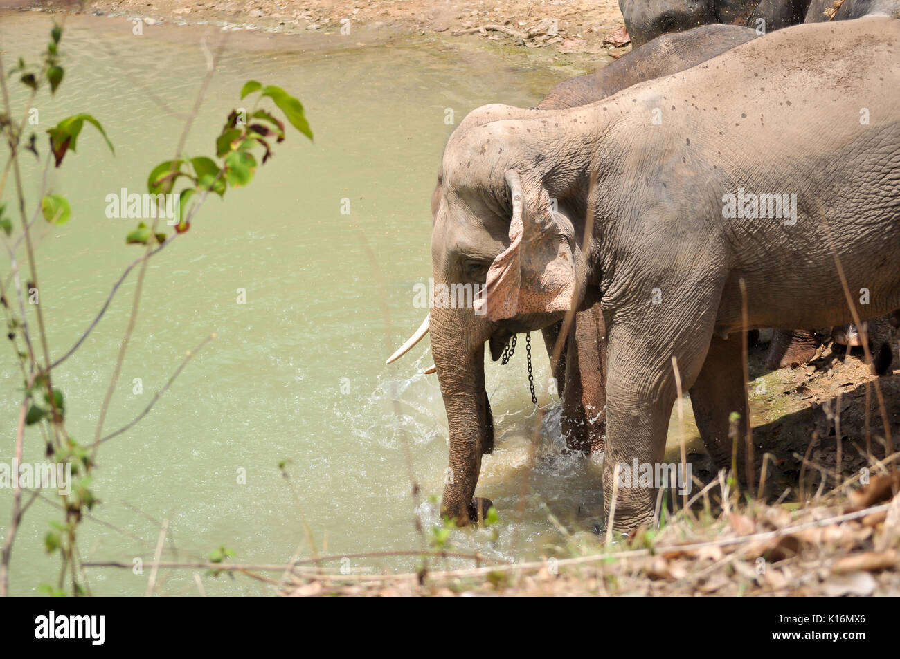The elephant trunk can hold about four litres of water. Elephants will