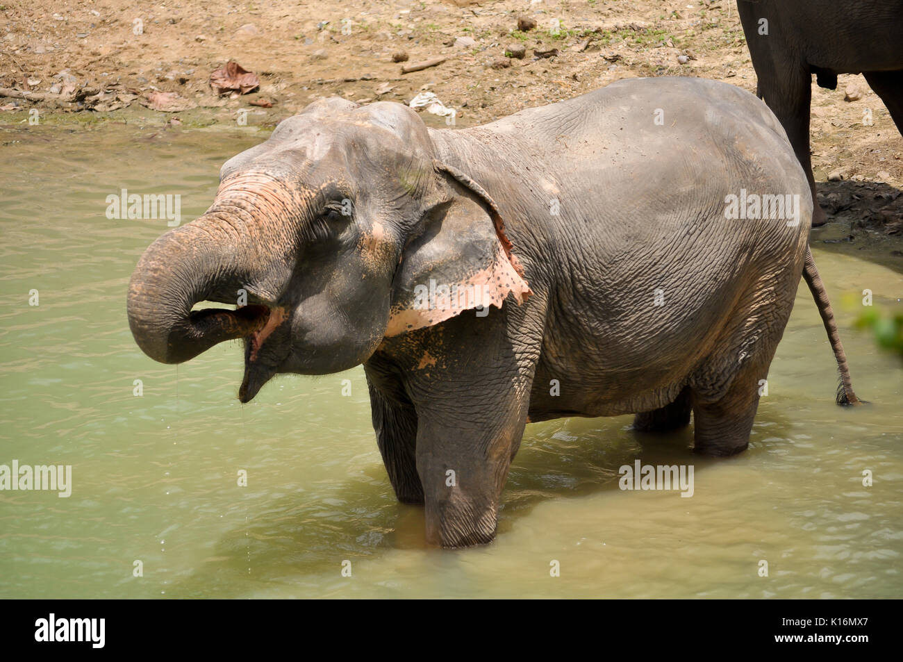 The elephant trunk can hold about four litres of water. Elephants will
