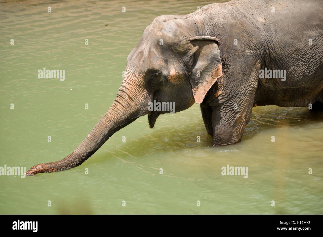 The elephant trunk can hold about four litres of water. Elephants will