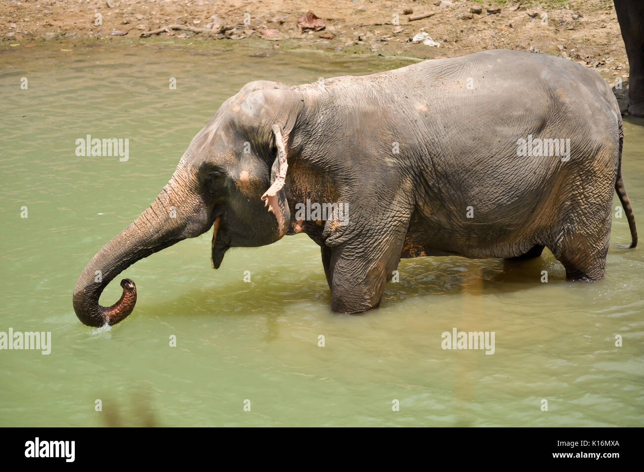The elephant trunk can hold about four litres of water. Elephants will
