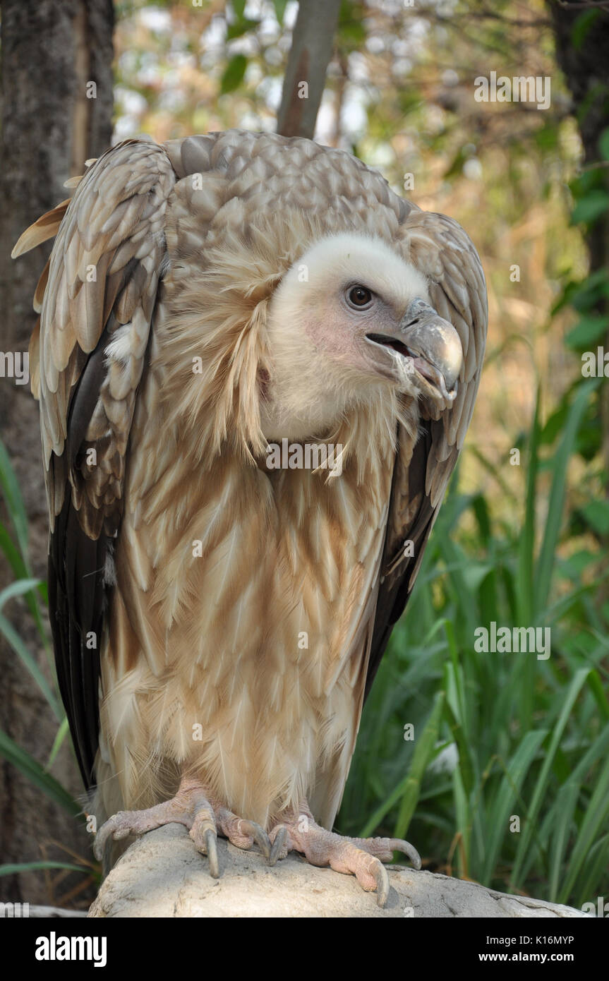 The Himalayan Vulture or Himalayan Griffon Vulture is an Old World ...