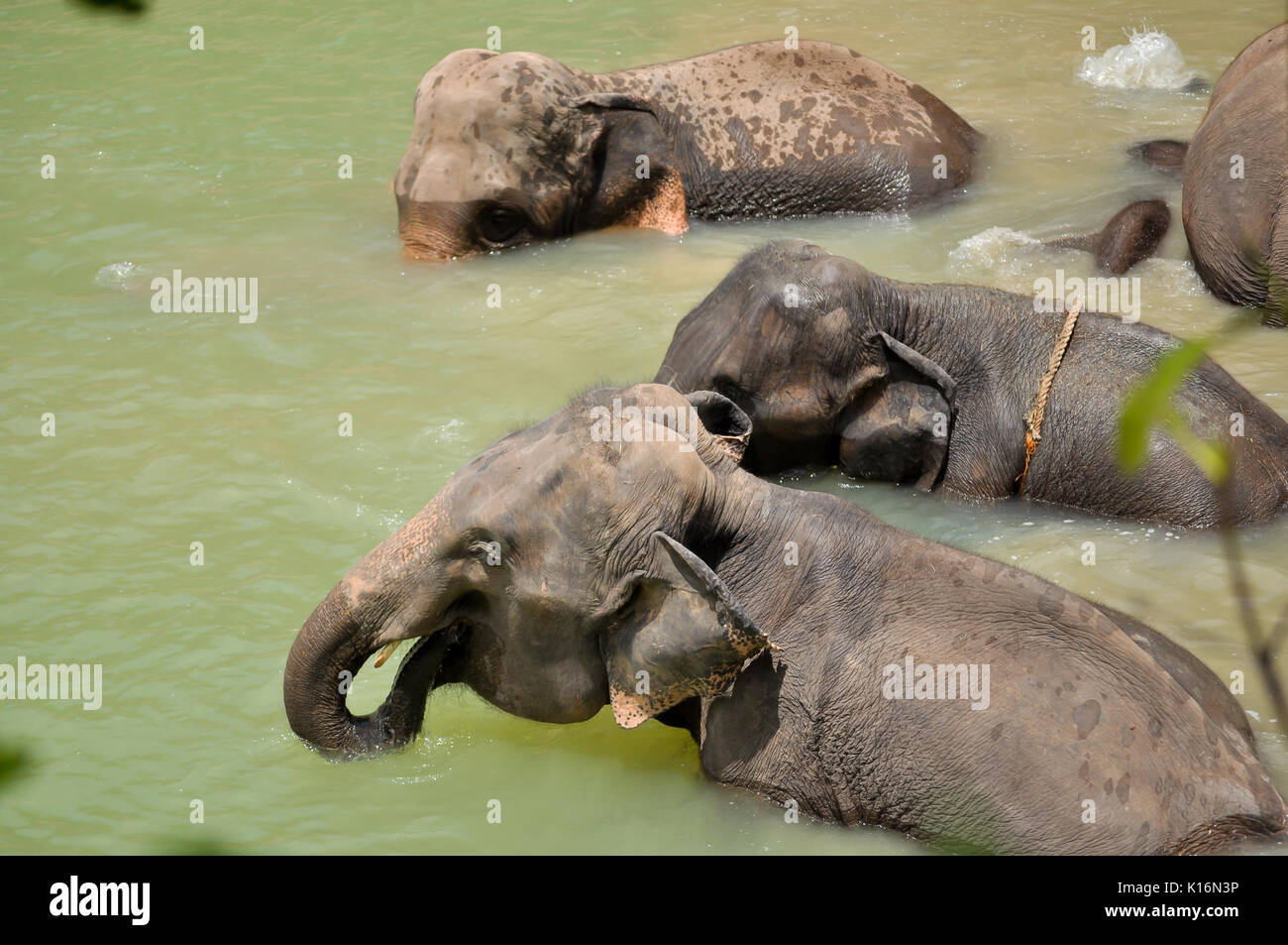 The elephant trunk can hold about four litres of water. Elephants will