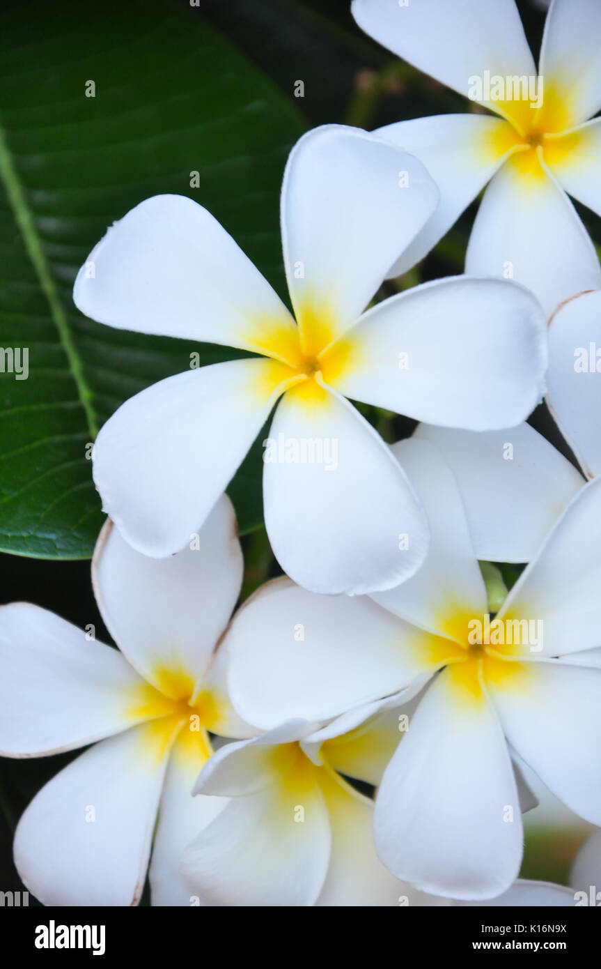Frangipani vector hi-res stock photography and images - Page 4 - Alamy