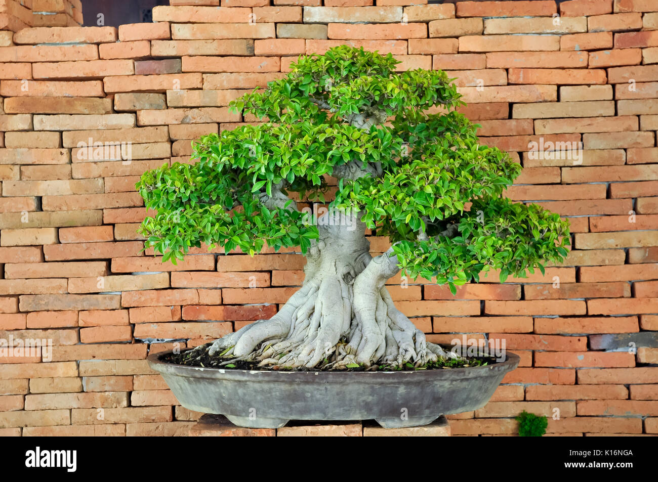 Bonsai can be created from nearly any perennial woody-stemmed tree or shrub species. Stock Photo