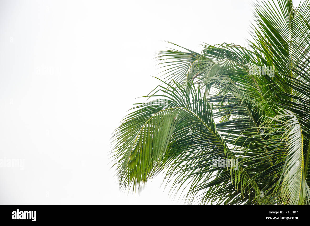 Leaves of palm tree isolated on white background Stock Photo - Alamy