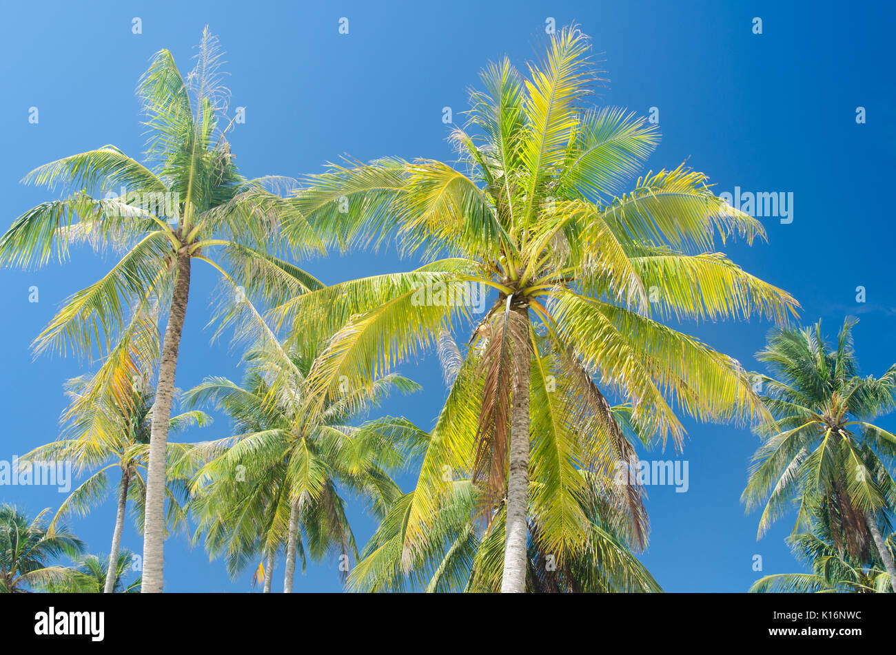 palm trees blue sky background Stock Photo - Alamy