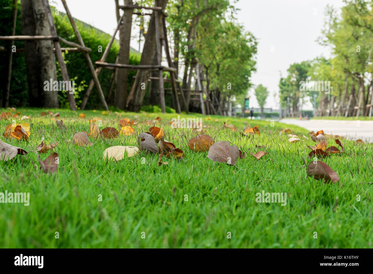 Autumn leaves fallen on green grass field Stock Photo - Alamy