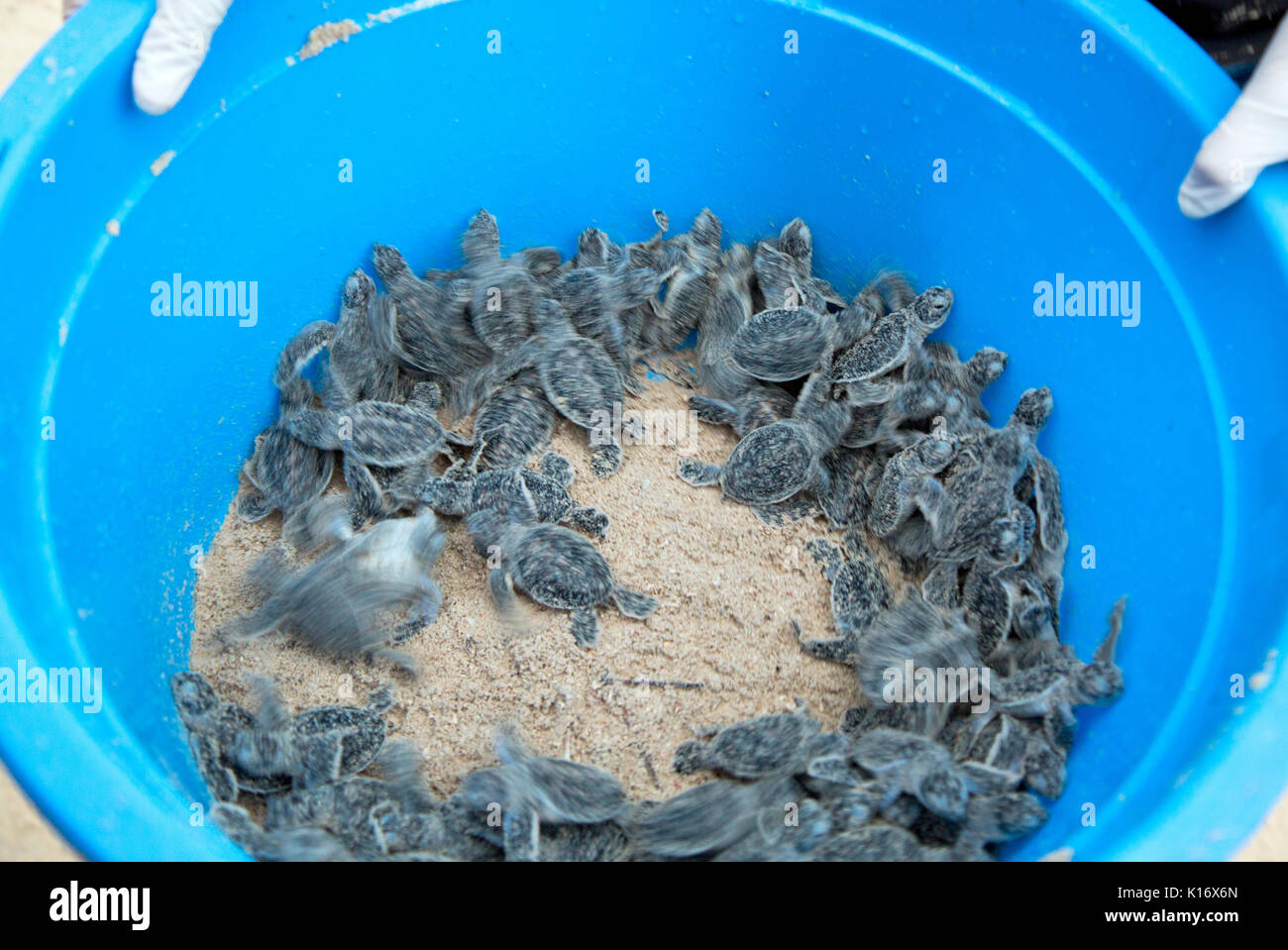 Baby green sea turtles in bucket, about to be released into the ocean at Mabul Island, Borneo Stock Photo