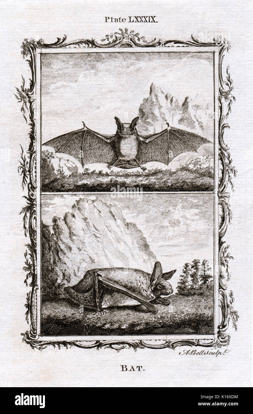 Antique Animal Print of Bats from Count de Buffon's Histoire Naturelle, Generale et Particliere, c. 1780 Stock Photo