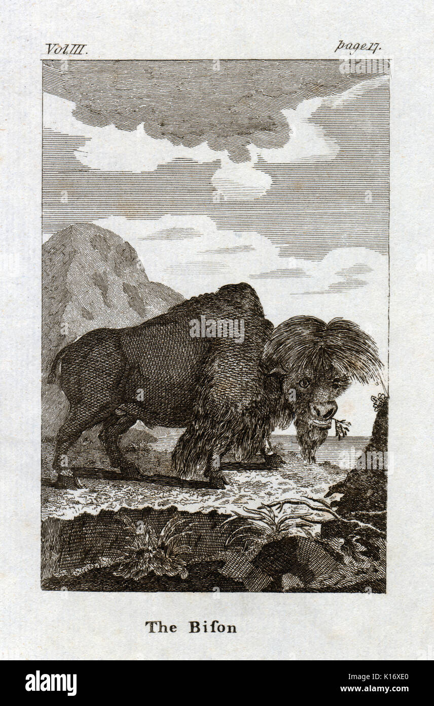 Antique Animal Print of a Bison from Count de Buffon's Histoire Naturelle, Generale et Particliere, c. 1780 Stock Photo