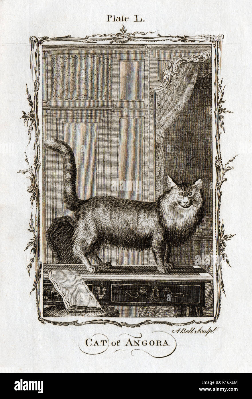 Antique Animal Print of an Angora Cat from Count de Buffon's Histoire Naturelle, Generale et Particliere, c. 1780 Stock Photo