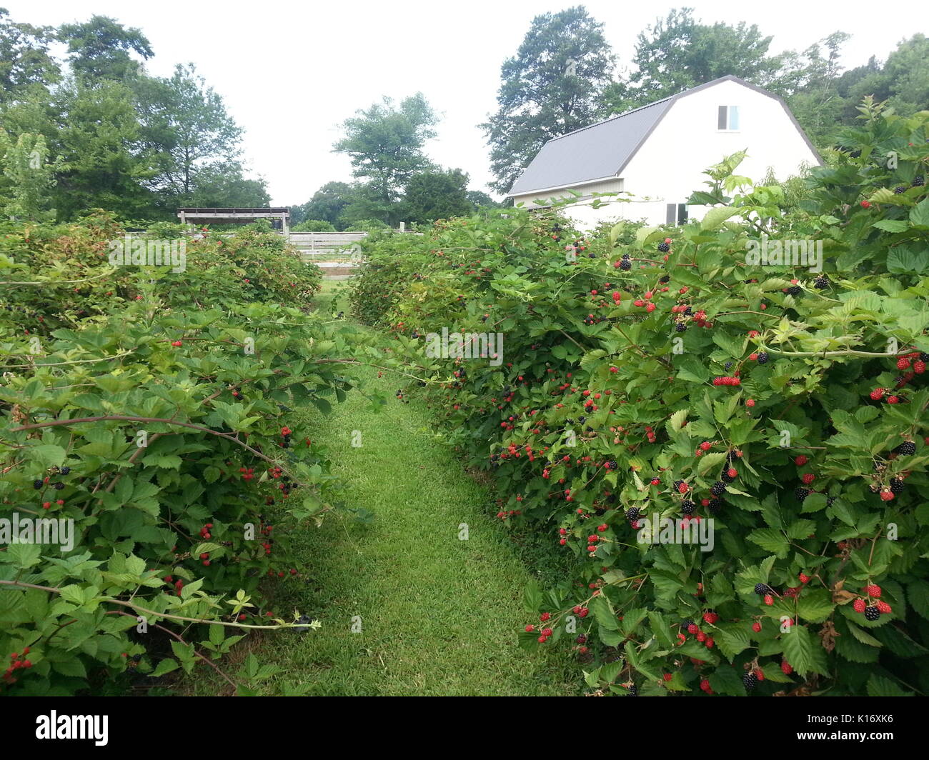 Blackberry Bushes High Resolution Stock Photography and Images - Alamy
