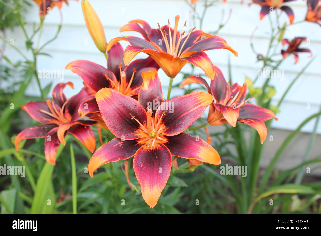 Forever Susan Asiatic lily Stock Photo Alamy