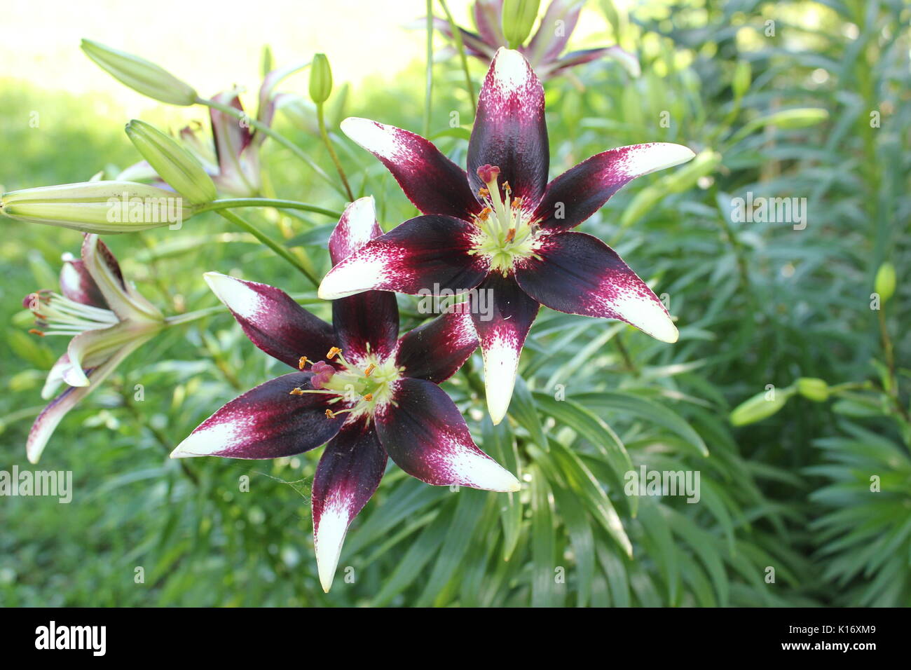 Netty's pride lily Stock Photo Alamy
