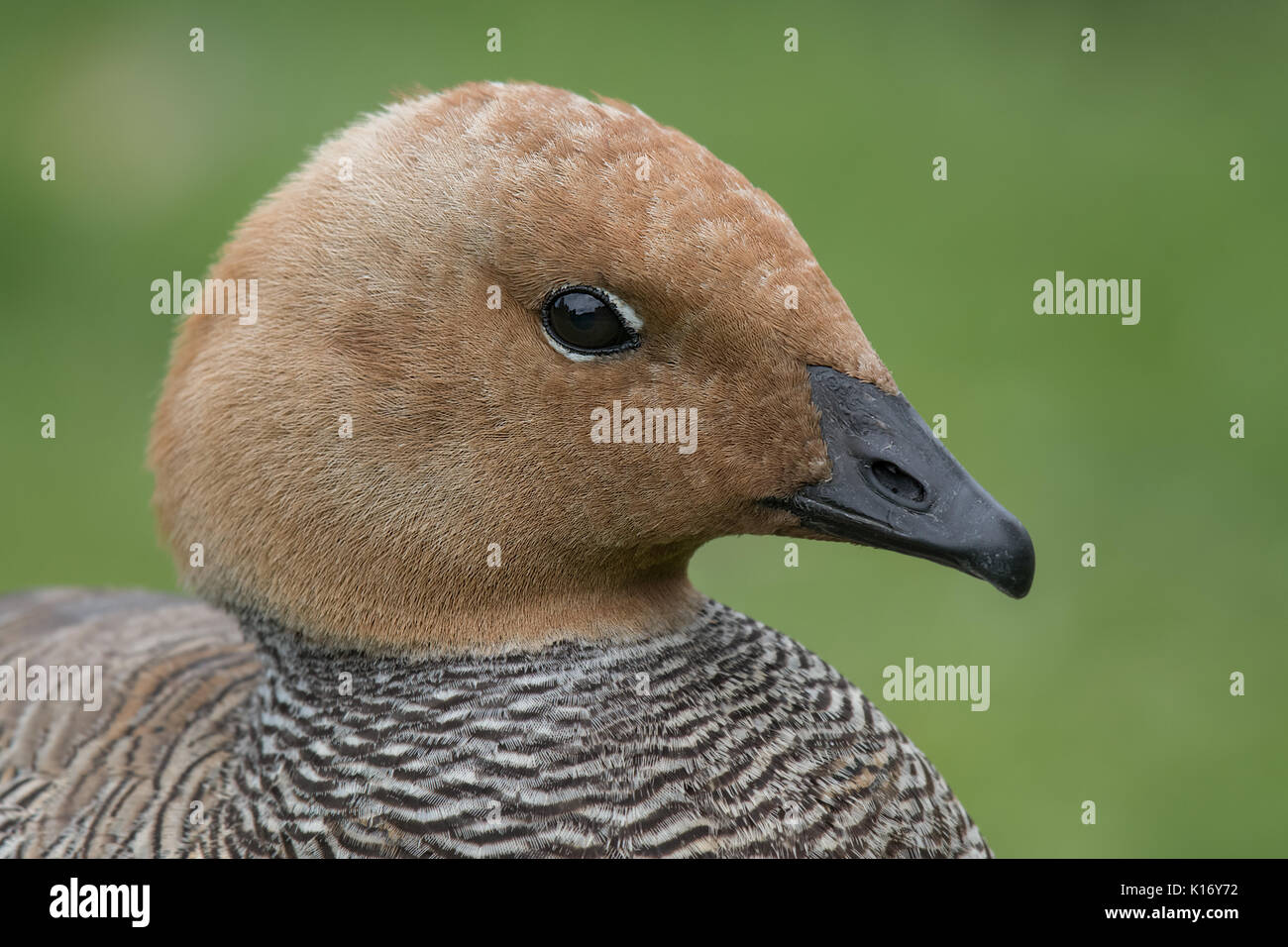 close up head profile portrait of a ruddy headed goose looking to the right Stock Photo