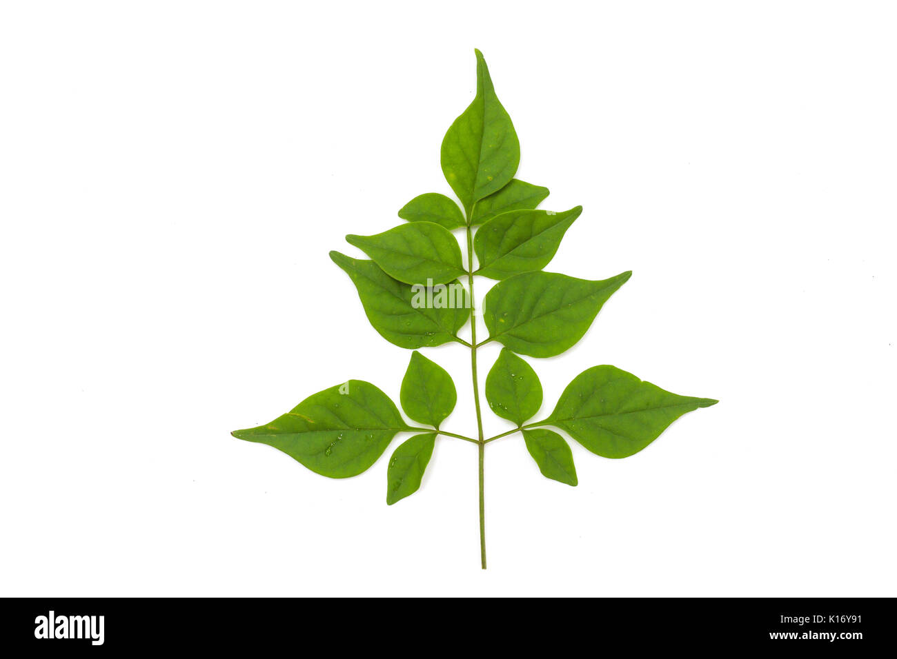green leaf isolated on white background closeup Stock Photo - Alamy