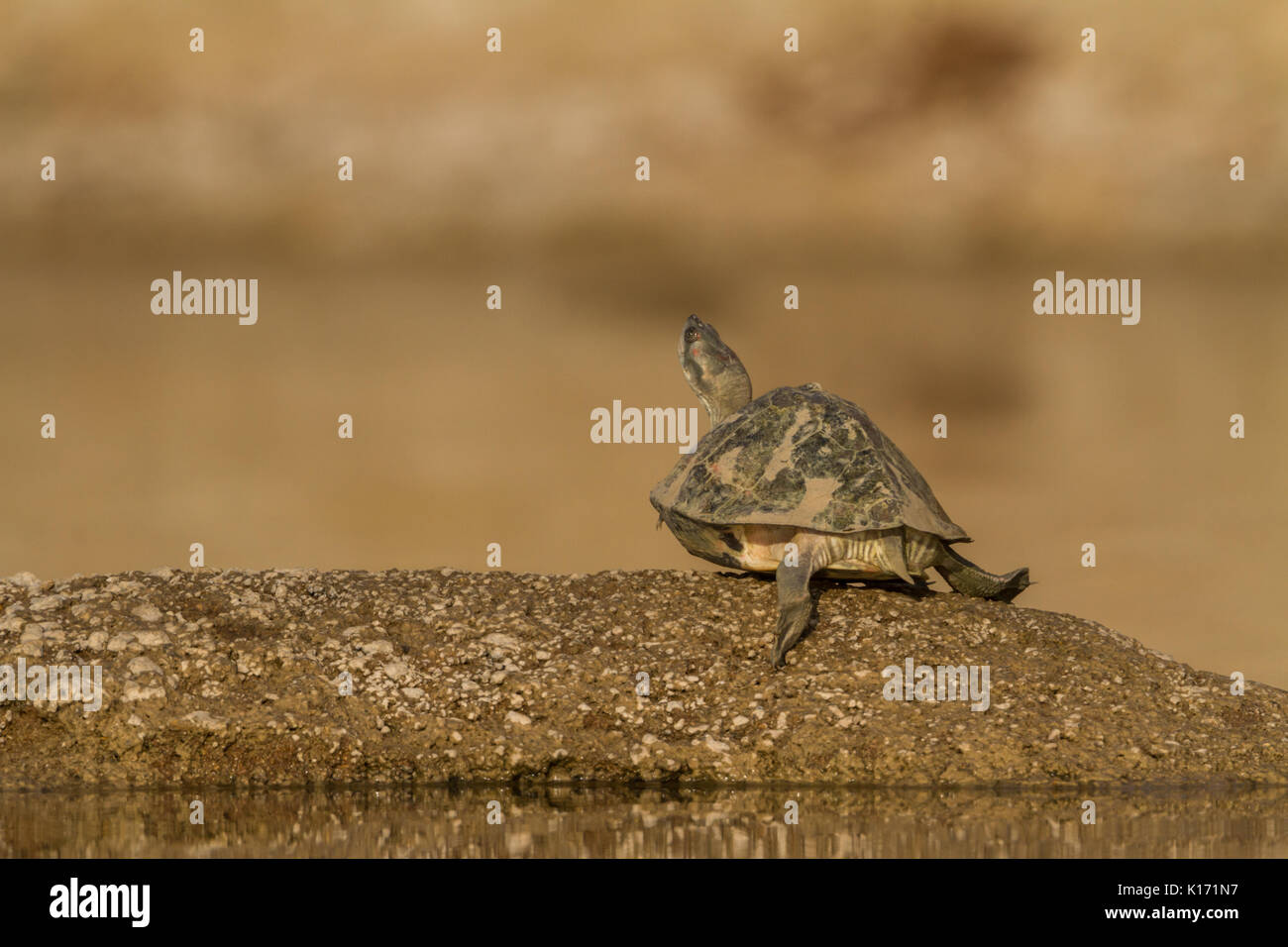 Indian Red-Crowned Roof Turtle (Batagur kachuga) in the Chambal River near Dholpur, Rajasthan. Stock Photo