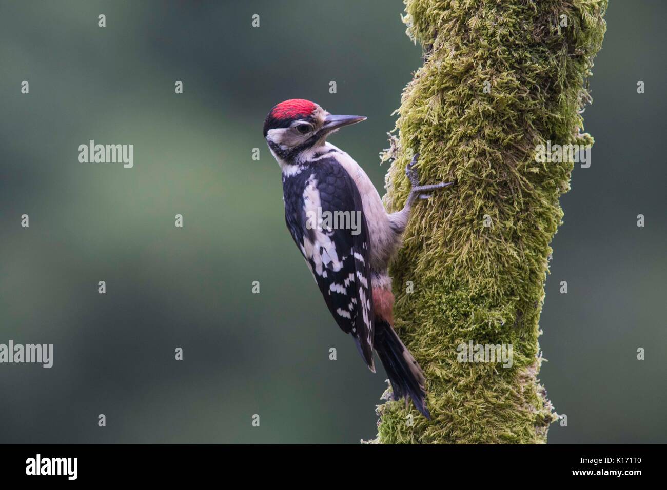 Greater spotted woodpecker on post Stock Photo