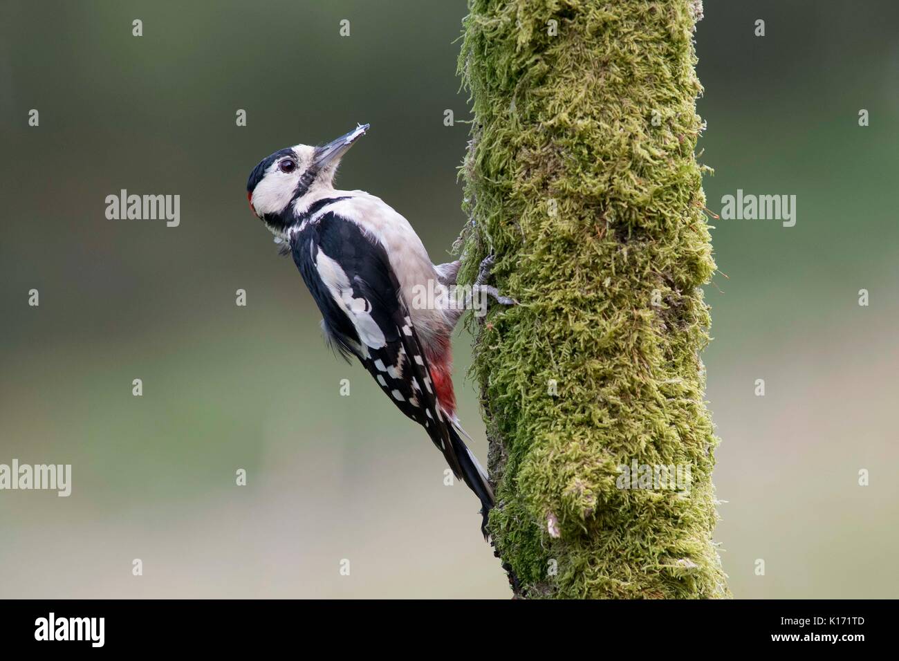 Greater spotted woodpecker on post Stock Photo